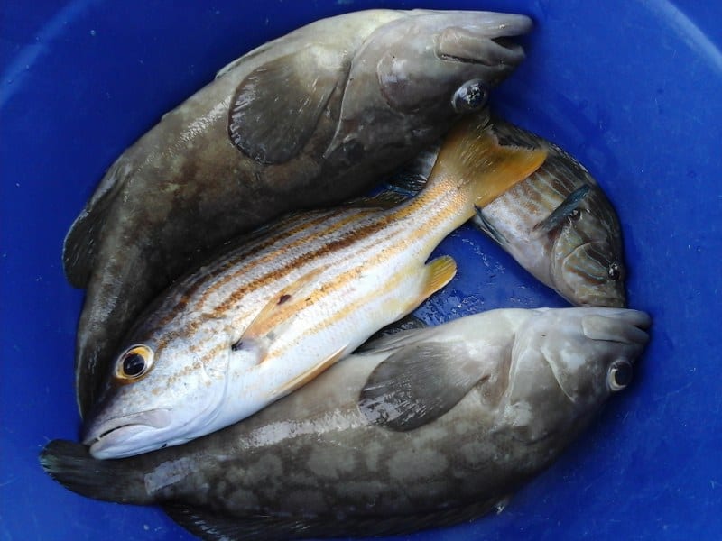 Catch fishing in Koh Samui