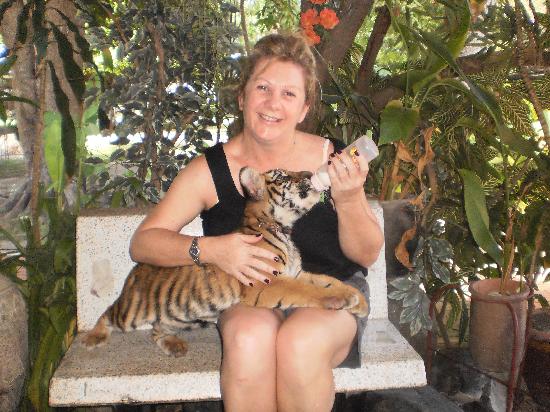 Der "Tiger Kingdom Park" Koh Samui - Beliebte Sehenswuerdigkeit