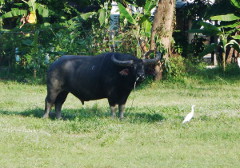 Koh Samui Tagesausflug